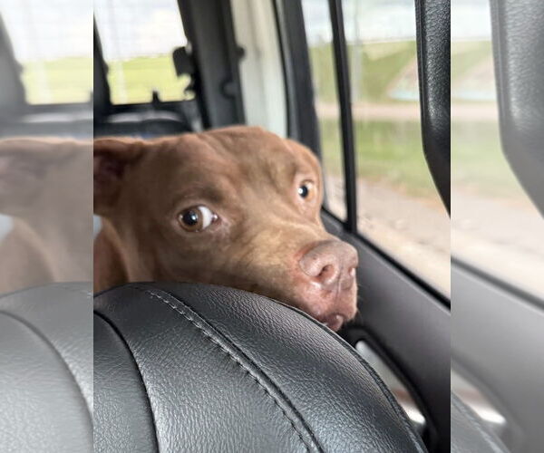 Medium Photo #3 American Pit Bull Terrier-Unknown Mix Puppy For Sale in Oakhurst, NJ, USA