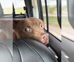 Small #2 American Pit Bull Terrier Mix