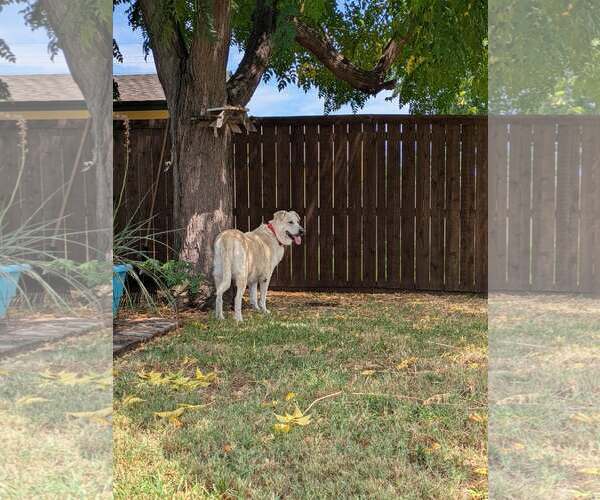 Medium Photo #8 Great Pyrenees-Unknown Mix Puppy For Sale in Rowlett, TX, USA