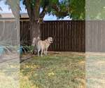 Small #7 Great Pyrenees Mix