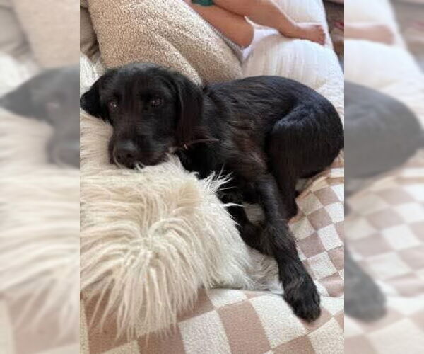 Medium Photo #3 Labrador Retriever Puppy For Sale in Mobile, AL, USA