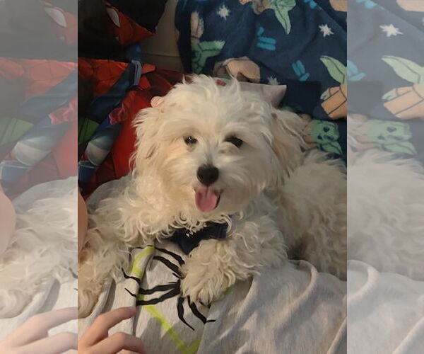 Medium Photo #5 Malchi Puppy For Sale in St. Louis Park, MN, USA