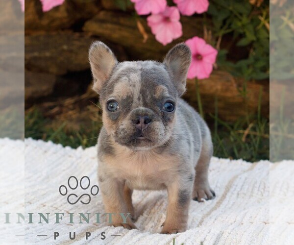 Medium Photo #3 French Bulldog Puppy For Sale in RONKS, PA, USA