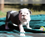 Small Photo #5 Bulldog Puppy For Sale in MONUMENT, CO, USA