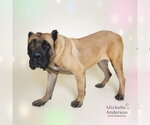 Small #1 Mastiff Mix
