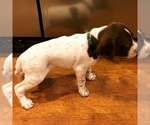 Small Photo #7 German Shorthaired Pointer Puppy For Sale in AMARILLO, TX, USA