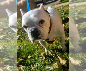 Gavin - Male French Bulldog Dog for Adoption - Photo #2