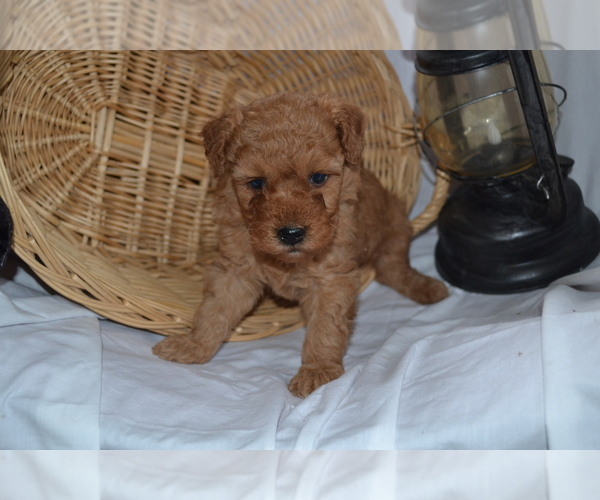 Medium Photo #5 Cavapoo (Miniature)-Poodle (Toy) Mix Puppy For Sale in GREENWOOD, WI, USA