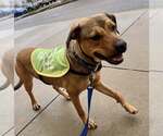 Small #5 Labrador Retriever Mix