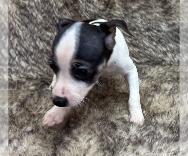 Medium Photo #5 Rat Terrier Puppy For Sale in WHITAKERS, NC, USA