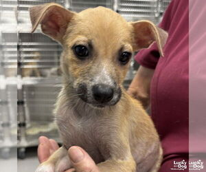 Mutt Dogs for adoption in Washington, DC, USA