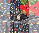 Puppy Zonya Boston Terrier