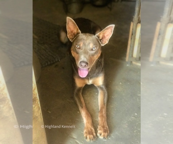 Medium Photo #5 Border Kelpie Puppy For Sale in CAMAS, WA, USA