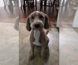 Mother of the Goldendoodle puppies born on 03/12/2026