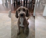 Small Photo #1 Goldendoodle Puppy For Sale in COLLINSVILLE, IL, USA