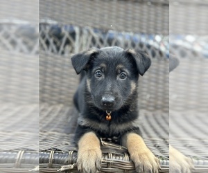 German Shepherd Dog Puppy for Sale in RIVERDALE, Maryland USA