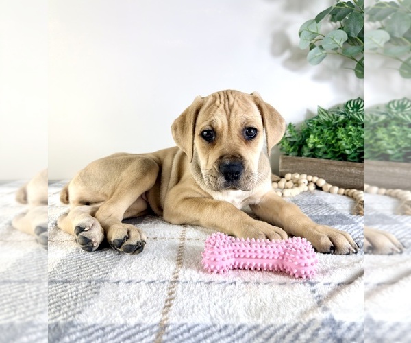 Medium Photo #2 Cane Corso Puppy For Sale in GREENFIELD, IN, USA