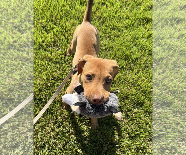 Medium Photo #10 Mutt Puppy For Sale in Mount Laurel, NJ, USA