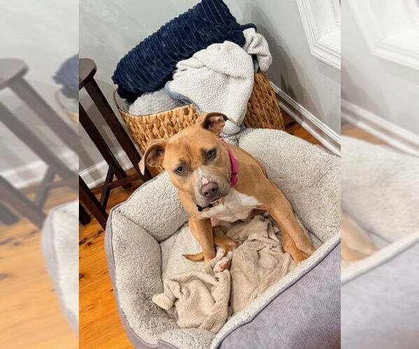 Medium Photo #4 Mutt Puppy For Sale in Rockaway, NJ, USA