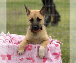 Small Photo #18 Shollie Puppy For Sale in Sebec, ME, USA