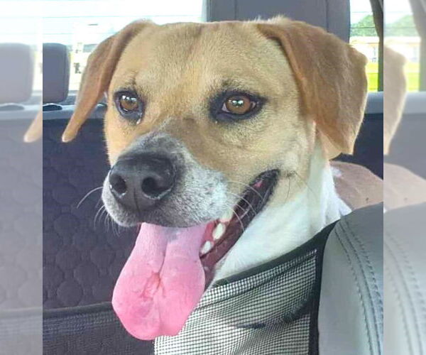 Medium Photo #2 Beagle-Unknown Mix Puppy For Sale in Dunnellon, FL, USA