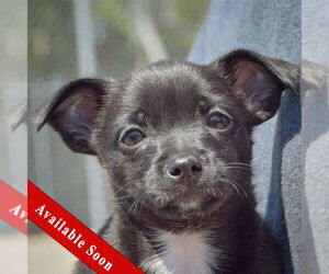 Chiweenie Dogs for adoption in Huntley, IL, USA