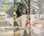 Small Photo #6 Pyredoodle Puppy For Sale in GEORGETOWN, TX, USA