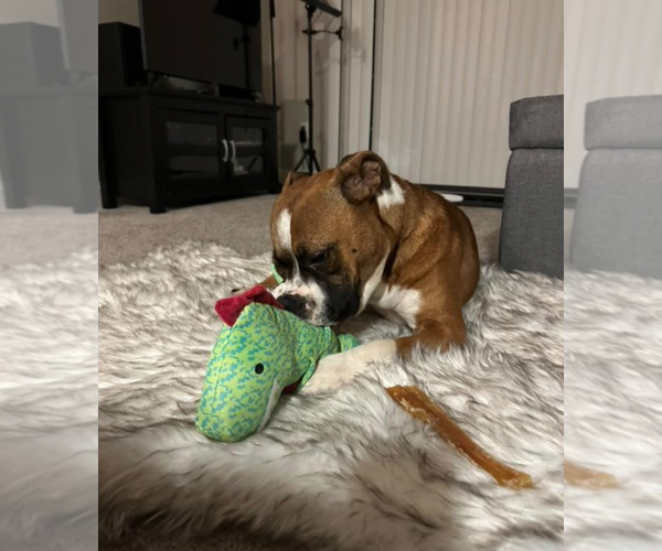 Medium Photo #8 American Staffordshire Terrier-Boxer Mix Puppy For Sale in Holly Springs, NC, USA