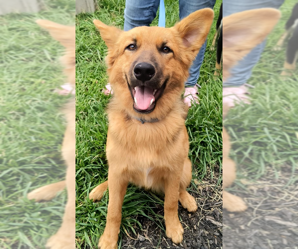 Medium Photo #6 German Shepherd Dog Puppy For Sale in Kansas City, MO, USA