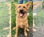 Small #5 German Shepherd Dog