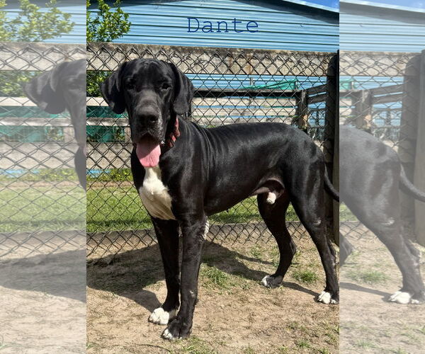 Medium Photo #3 Great Dane Puppy For Sale in Palm Beach, FL, USA