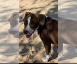 Small #5 Mountain Cur Mix
