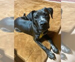Small #16 Boxer-Pointer Mix