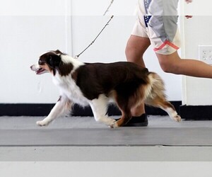 Mother of the Miniature American Shepherd puppies born on 06/25/2025