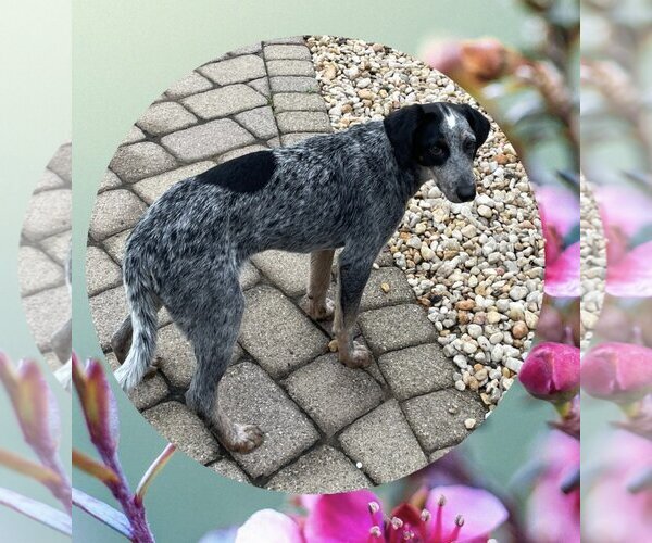 Medium Photo #1 Bluetick Coonhound-Unknown Mix Puppy For Sale in Walnutport, PA, USA