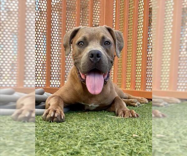 Medium Photo #2 Mutt Puppy For Sale in Las Vegas, NV, USA