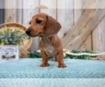Small Photo #24 Dachshund Puppy For Sale in GREENWICH, OH, USA