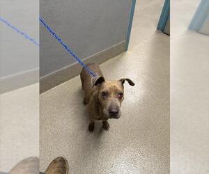 Mutt Dogs for adoption in Las Vegas, NV, USA