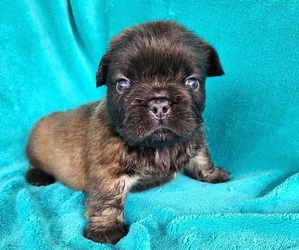 French Bulldog Puppy for sale in LAS VEGAS, NV, USA