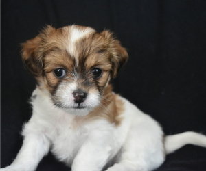 Mal-Shi Puppy for sale in SARASOTA, FL, USA