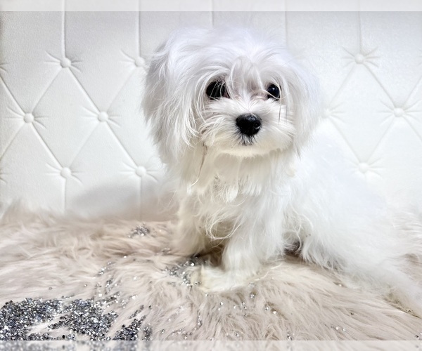Medium Photo #25 Maltese Puppy For Sale in HAYWARD, CA, USA
