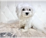 Small Photo #25 Maltese Puppy For Sale in HAYWARD, CA, USA