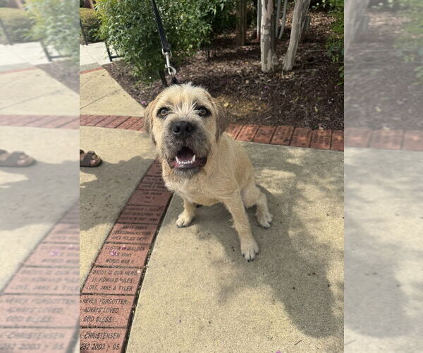 Medium Photo #13 American Pit Bull Terrier-Bulldog Mix Puppy For Sale in Raleigh, NC, USA