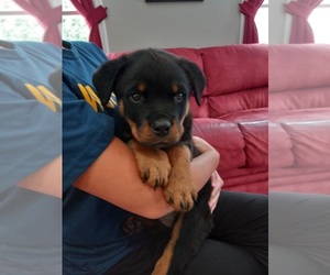 Rottweiler Puppy for sale in GRANTSVILLE, MD, USA