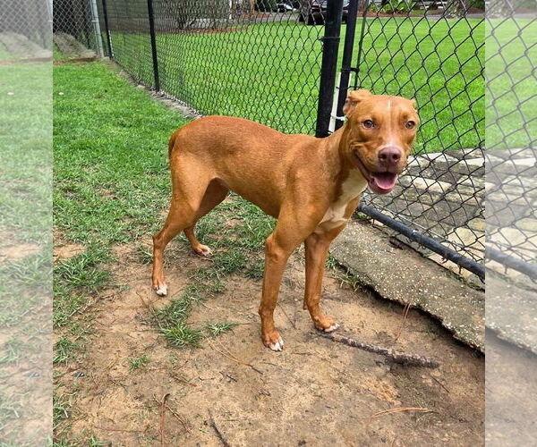 Medium Photo #7 Unknown-Vizsla Mix Puppy For Sale in Magnolia Springs, AL, USA