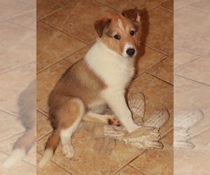 Collie Puppy for sale in HOPKINSVILLE, KY, USA