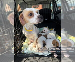 Jack Chi Dogs for adoption in Marina Del Rey, CA, USA