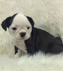 French Bulldog Puppy for sale in CHARLESTON, SC, USA
