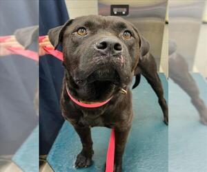 Mastiff Dogs for adoption in Mobile, AL, USA
