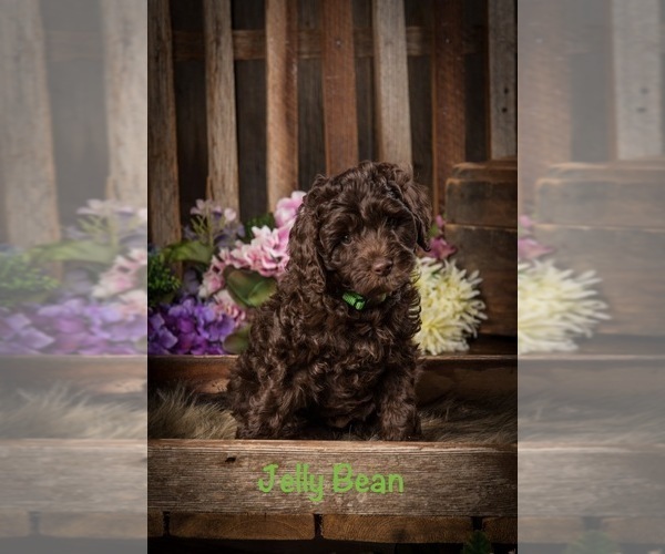 Medium Photo #1 Miniature Labradoodle Puppy For Sale in STURGIS, KY, USA